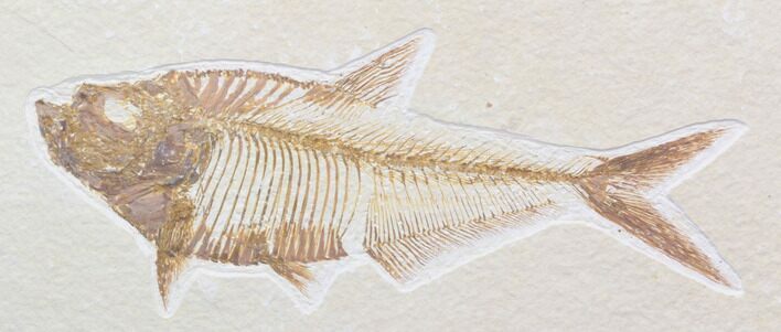 Detailed, Diplomystus Fossil Fish - Wyoming #40757